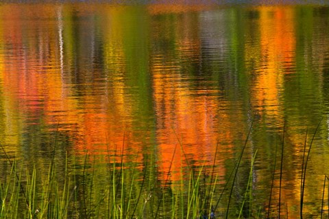 Framed Bubble Pond, Acadia National Park, Maine Print