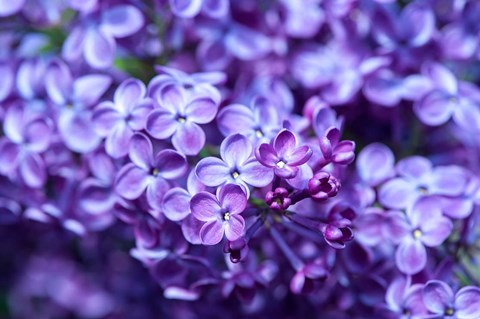 Framed Close-Up Of A Purple Lilac Tree, Arnold Arboretum, Boston Print