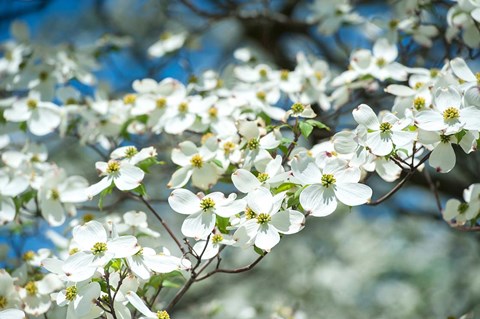 Framed Dogwood Tree, Arnold Arboretum, Boston Print