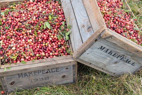 Framed Crated Cranberries Print