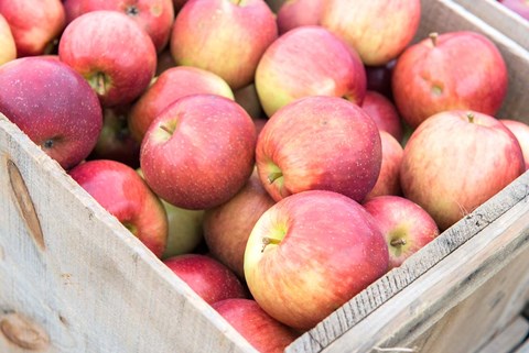 Framed Apple Harvest, Massachusetts Print