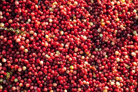 Framed Cranberry Close-Up, Massachusetts Print