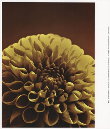 Framed Chocolate Dahlia II Print