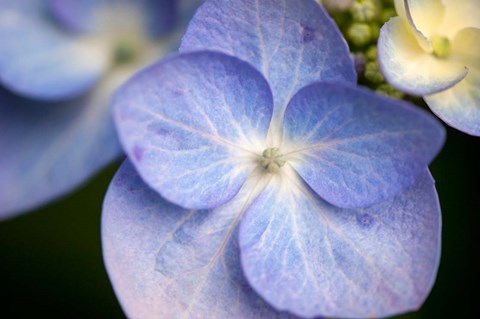 Framed Blue Lacecap Hydrangea, Massachusetts Print