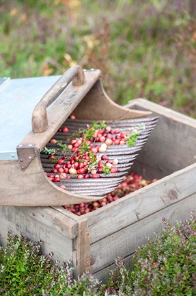 Framed Cranberries And Scoop, Massachusetts Print