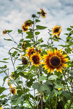 Framed Tall Sunflowers In Cape Ann, Massachusetts Print