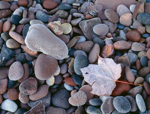 Framed Maple Leaf And Rocks Along The Shore Of Lake Superior Print