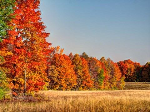 Framed Fall Colors Of The Hiawatha National Forest Print