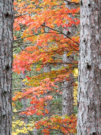 Framed Fall Pine Trees In The Forest, Michigan Print