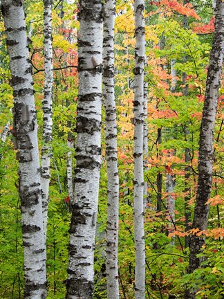 Framed Birch Trunks And Maple Leaves, Michigan Print
