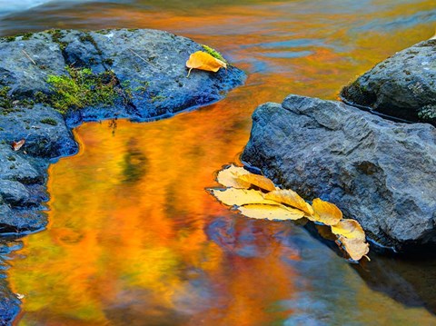Framed Michigan, Upper Peninsula Fall Colors Reflecting In River With Leaves Floating Print