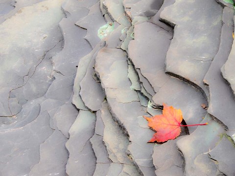 Framed Single Leaf On Rocks Along Bonanza Fall Print