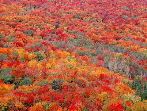 Framed Superior National Forest In Autumn Print