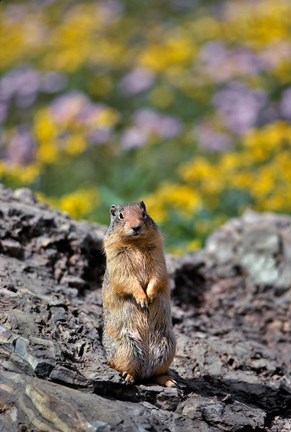 Framed Columbia Ground Squirrel Close-Up Print