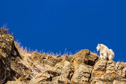 Framed Billy Mountain Goat In Glacier National Park, Montana Print