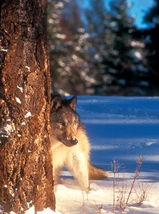 Framed Gray Wolf On The Alert In Winter Print