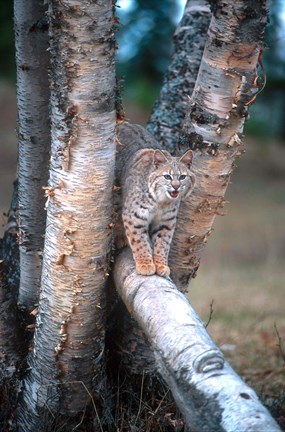 Framed Bobcat On A Fallen Birch Limb Print