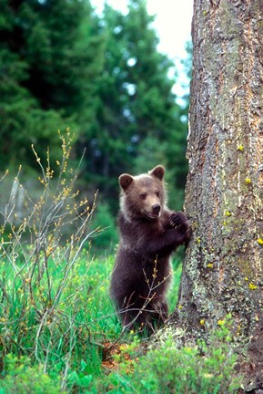 Framed Grizzly Bear Cub Leaning Against A Tree Print