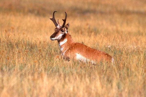 Framed Antelope Lying Down In A Grassy Field Print