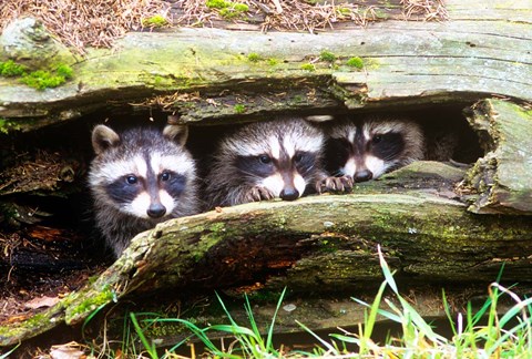 Framed Three Young Raccoons In A Hollow Log Print