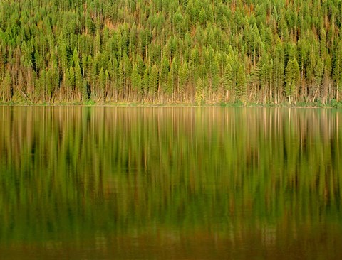 Framed Conifer Forest Reflects In Kintla Lake, Montana Print