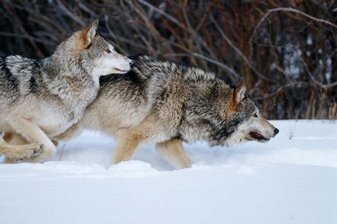 Framed Gray Wolves Running In Snow, Montana Print