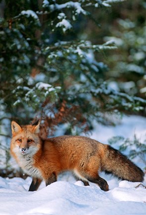Framed Red Fox Walking In Snow, Montana Print