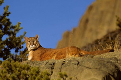 Framed Mountain Lion, Montana Print