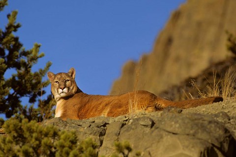 Framed Mountain Lion, Montana Print