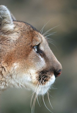 Framed Side Profile Of A Mountain Lion, Montana Print