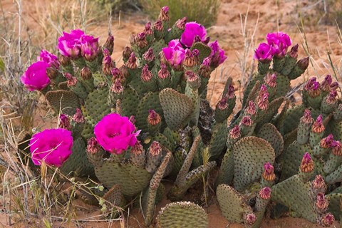 Framed Prickly Pear Cactus In Bloom, Valley Of Fire State Park, Nevada Print