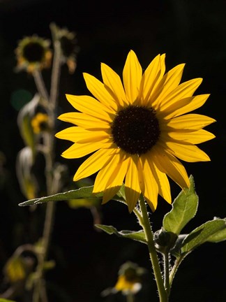 Framed Backlit Sunflower, Santa Fe, New Mexico Print