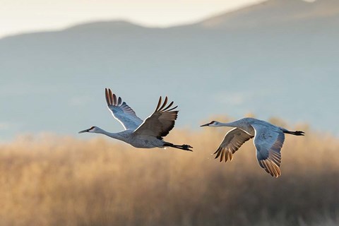 Framed Two Sandhill Cranes Flying, New Mexico Print