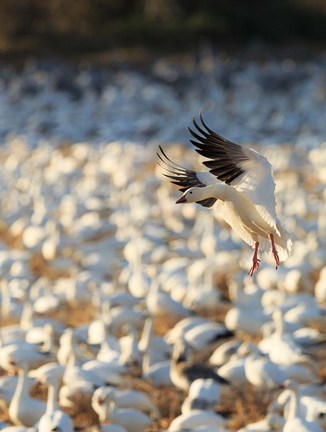 Framed Snow Geese Landing In Corn Fields, New Mexico Print