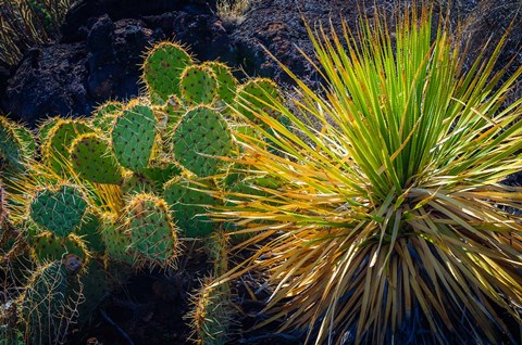 Framed Cactus On Malpais Nature Trail, New Mexico Print