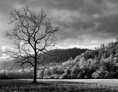 Framed Storm Clearing At Dawn In Cataloochee Valley, North Carolina (BW) Print