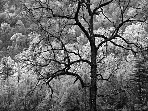 Framed Tree Caught In Dawn&#39;s Early Light, North Carolina (BW) Print