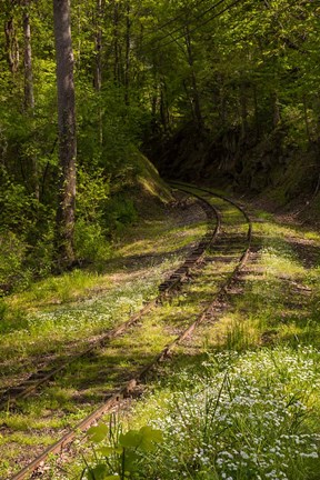 Framed Overgrown Abandoned Rail Line, North Carolina Print