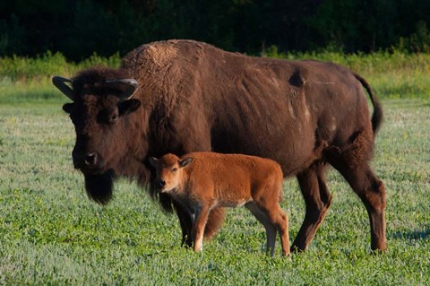 Framed American Bison And Calf Print