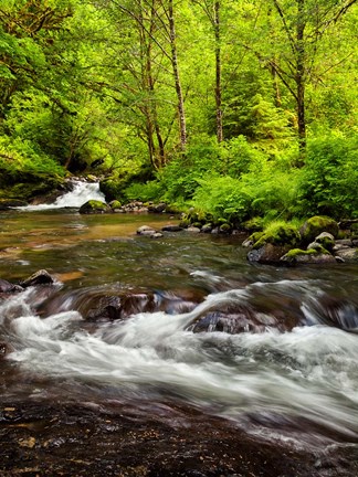 Framed Siuslaw National Forest, Sweet Creek, Oregon Print