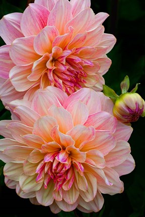 Framed Close-Up Of Pink Dahlia Flowers Print