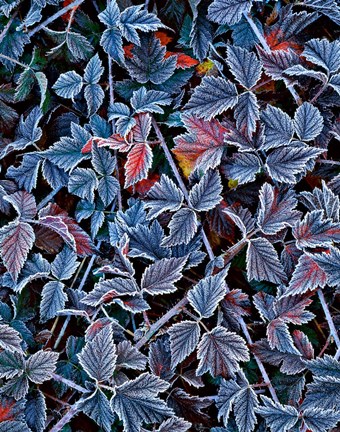 Framed Frost On A Wild Blackberry Bush Print