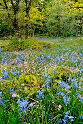 Framed Wildflowers In Camassia Natural Area, Oregon Print