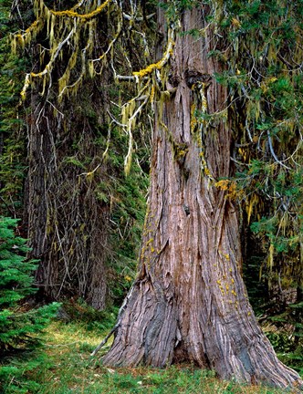 Framed Incense Cedar Tree, Oregon Print