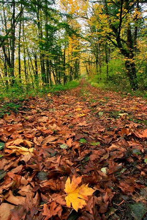 Framed Trail Covered In Maples Leaves, Oregon Print