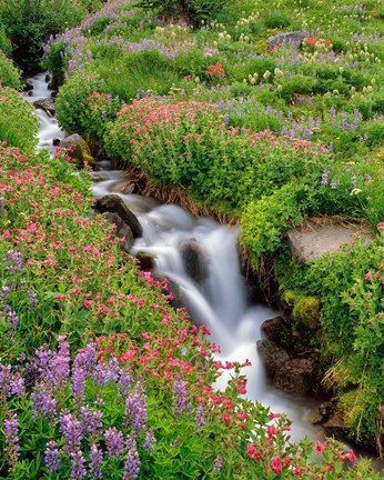 Framed Monkey-Flowers And Lupine Along Elk Cove Creek, Oregon Print