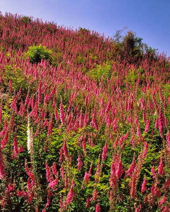 Framed Hillside Of Foxglove In Clatsop County, Oregon Print