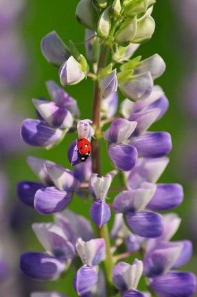 Framed Ladybug On A Lupine Flower Print