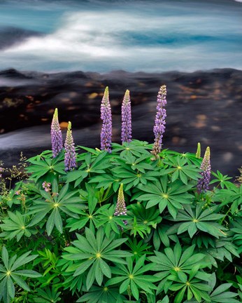 Framed Lupine Next To The Metolius River Print