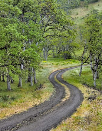 Framed Road Lined With Oak Trees, Oregon Print